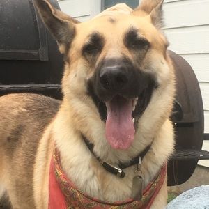 Meet your Posher, Bart